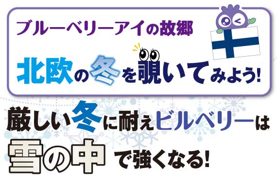 ブルーベリーアイの故郷北欧の冬を覗いてみよう
