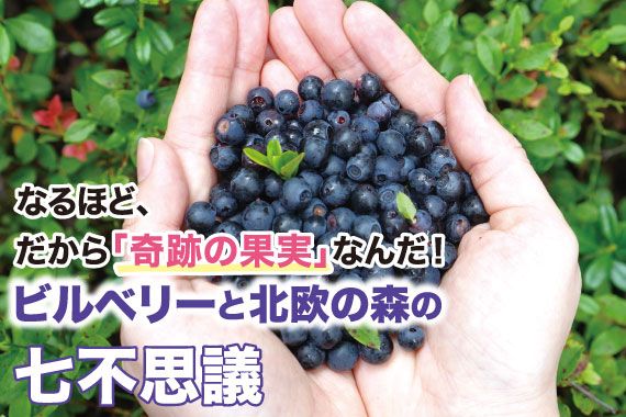 なるほど、だから「奇跡の果実」なんだ！ ビルベリーと北欧の森の七不思議