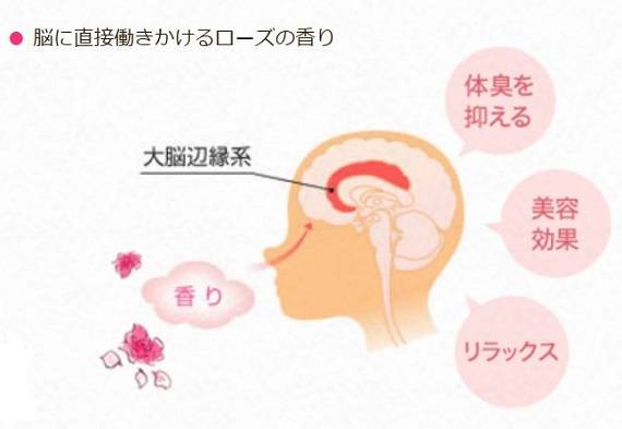 脳に直接働きかけるローズの香りの働きを説明する写真