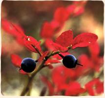 ビルベリーの秋