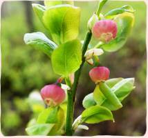 ビルベリーの春