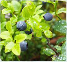 ビルベリーの夏