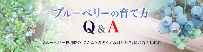 ブルーベリーの育て方Q&A ブルーベリー栽培時の「こんな時どうすればいい？」にお答えします。