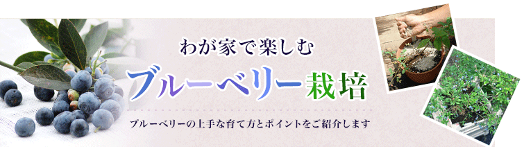 我が家で楽しむブルーベリー栽培