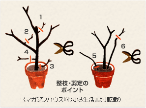整枝・剪定のポイント(マガジンハウス『わかさ生活』より転載)