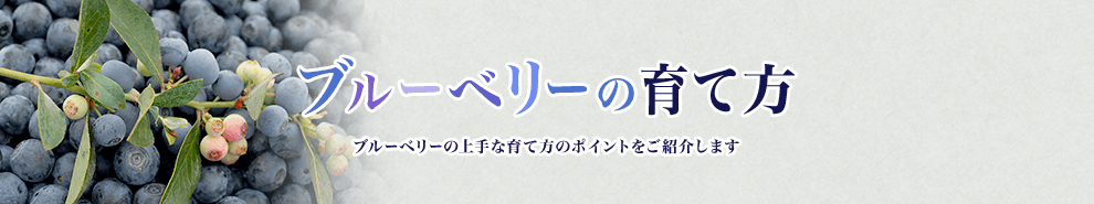 ブルーベリーの育て方 ブルーベリーの上手な育て方のポイントをご紹介します