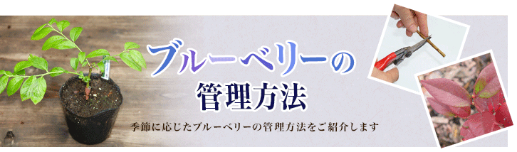 ブルーベリーの管理方法　季節に応じたブルーベリーの管理方法をご紹介します。