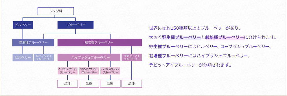 世界には約150種類以上のブルーベリーがあり、大きく野生種ブルーベリーと栽培種ブルーベリーに分けられます。野生種ブルーベリーにはビルベリー、ローブッシュブルーベリー、栽培種ブルーベリーにはハイブッシュブルーベリー、ラビットアイブルーベリーが分類されます。