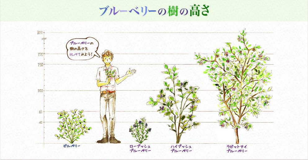 ブルーベリーの樹の高さ