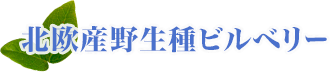 北欧産野生種ビルベリー