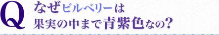 なぜビルベリーは青紫色なの?