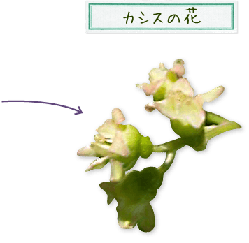 カシスの花