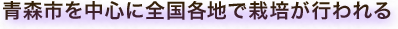 青森市を中心に全国各地で栽培が行われる