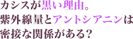 カシスが黒い理由。紫外線量とアントシアニンは密接な関係がある?