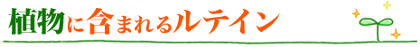 植物に含まれるルテイン