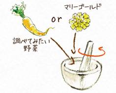 調べてみたい野菜 or マリーゴールド