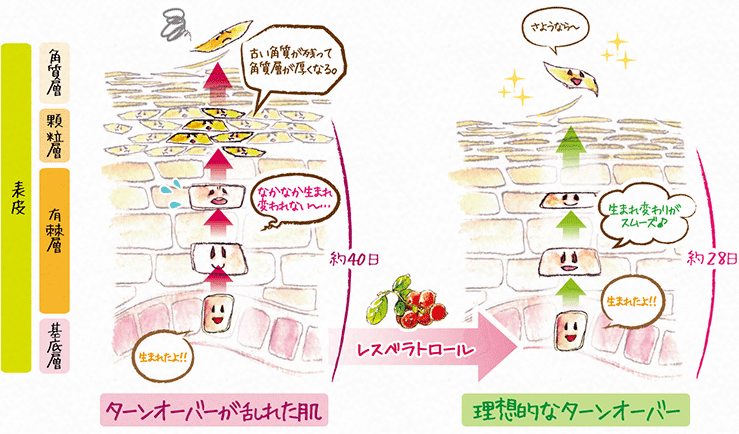 ターンオーバーが乱れた肌 → 理想的なターンオーバー