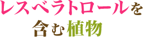 レスベラトロールを含む植物