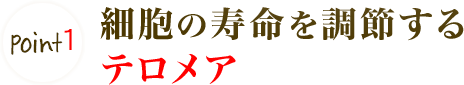 Point1 細胞の寿命を調節するテロメア