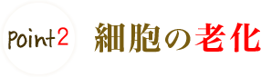 Point2 細胞の老化