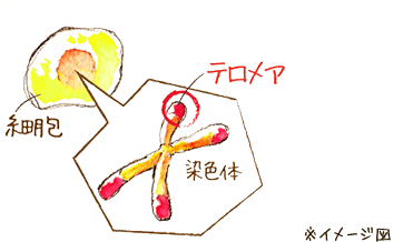 ※イメージ図
