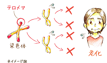 ※イメージ図