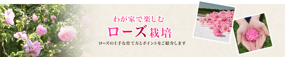 わが家で楽しむ ローズ栽培 ローズの上手な育て方とポイントをご紹介します