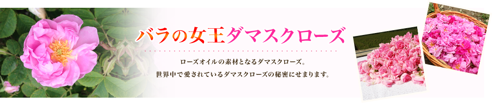 バラの女王ダマスクローズ ローズオイルの素材となるダマスクローズ。世界中で愛されているダマスクローズの秘密にせまります。