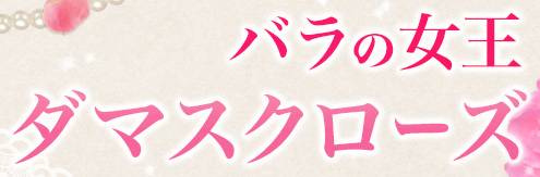 バラの女王ダマスクローズ