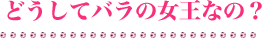 どうしてバラの女王なの?