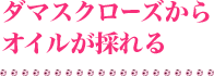 ダマスクローズからオイルが採れる