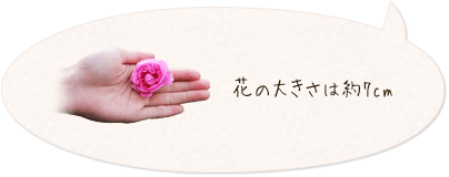 花の大きさは約7cm。