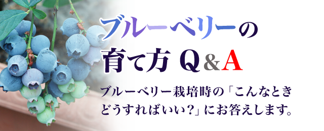 ブルーベリーの育て方Q&A ブルーベリーの栽培時の「こんなときどうすればいい？」にお答えします。