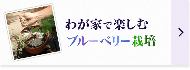 わが家で楽しむブルーベリー栽培