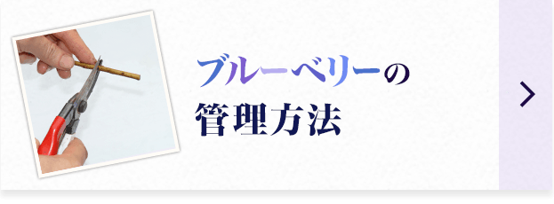 ブルーベリーの管理方法