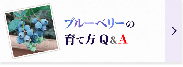 ブルーベリーの育て方 Q&A