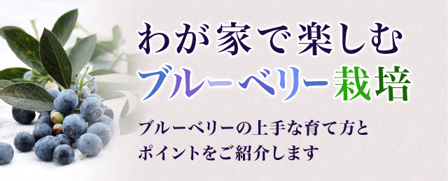 わが家で楽しむブルーベリー栽培