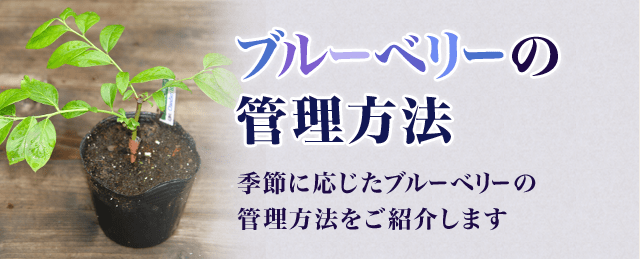 ブルーベリーの管理方法 季節に応じたブルーベリーの管理方法をご紹介します