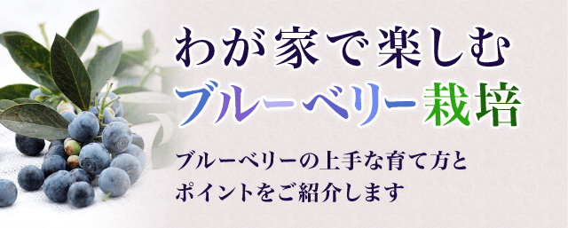 わが家で楽しむわが家で楽しむブルーベリー栽培