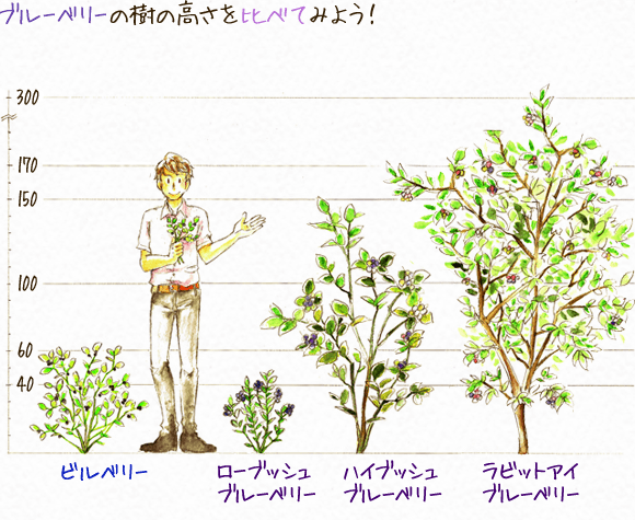 ブルーベリートップ わかさ生活 世界の素材発見