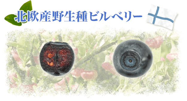 北欧産野生種ビルベリー