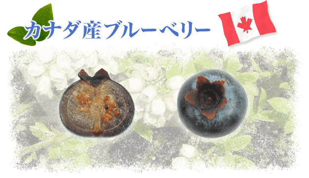 カナダ産ブルーベリー