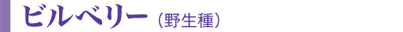 ビルベリー(野生種)