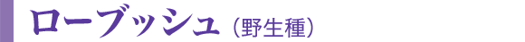 ローブッシュ(野生種)