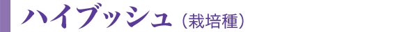 ハイブッシュ(栽培種)