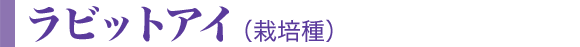 ラビットアイ(栽培種)