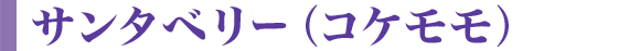 サンタベリー(コケモモ)