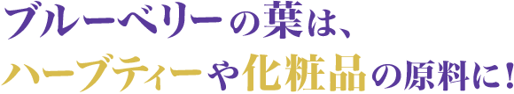 ブルーベリーの葉は、ハーブティーや化粧品の原料に!