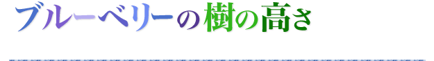 ブルーベリーの樹の高さ