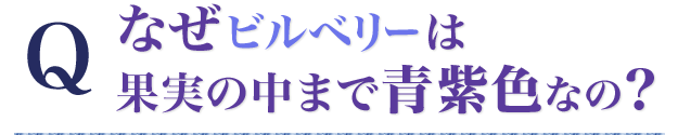 Q なぜビルベリーは果実の中まで青紫色なの?